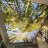plafond.tendu.der