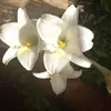 sonytroy0