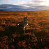 ester_gunnare10