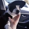 dogcollie