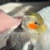 friendlyandfeathery