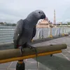 rizki_mango_sky