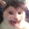 Kucing Lucu