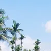 nguyncng4785