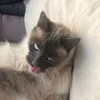 pelle_ponke