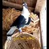 كاظم الساعدي 🦅🕊️✌️