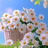 dianisya_id