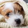 dognoose