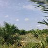 inlepp