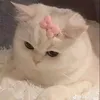 18_sunsu_10