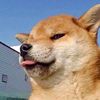 pet_very_cute
