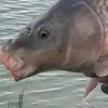 essexcarper3