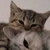 mleko_4499.22