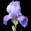 irisis.0