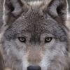 ystonewolf