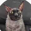 _wb_offical_