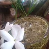 yasmin_340y