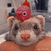 ferretlover_0