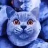 blueberry_catzzz