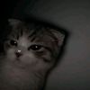miawww763