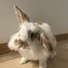 rabbit_named_betty