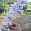 yang_mami36