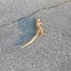 dead_squirrel_kys