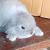 punnotuss