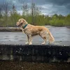 louie_grd