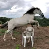 thestupidgreyhorse