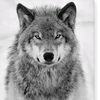 wolfsandworld