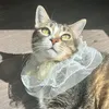 mia_the_tabby