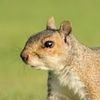 squirreliosis5