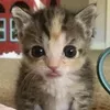 meochuoi._