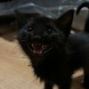 dspam.https
