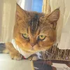 mimibanhbao38