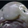 blobfish7711