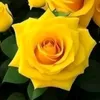 ngoc_anh884