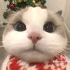 winaww26