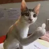 vhoangg291