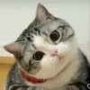 meowmeowforthelove