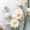 mody.mody737