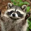 arossaroze