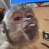 esterlionataria__