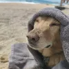 travelbuddys6