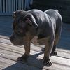 barblovesbullies