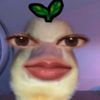 im.youranara