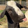 Coyotecrossingrescue