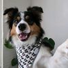 Good boy Joshy
