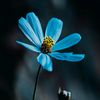 rdzz_643